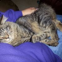 Has anyone made a Fursday thread yet?