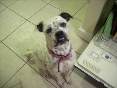 NWR: Lets see our pets!!