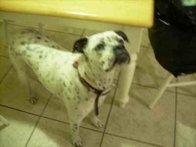 NWR: Lets see our pets!!