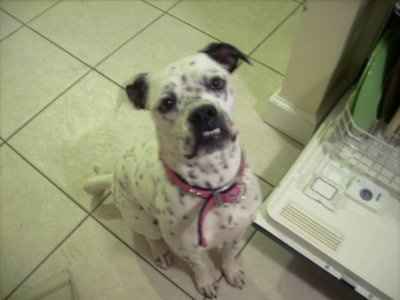 NWR: Lets see our pets!!