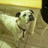 NWR: Lets see our pets!!