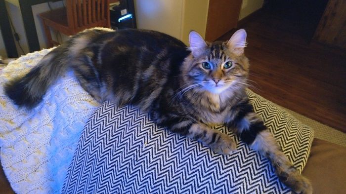I know not wedding related but-Help me name my kitty