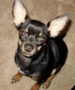 Show us your pets!
