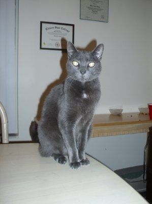 NWR: I want to see your pets!
