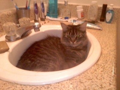 NWR: I want to see your pets!