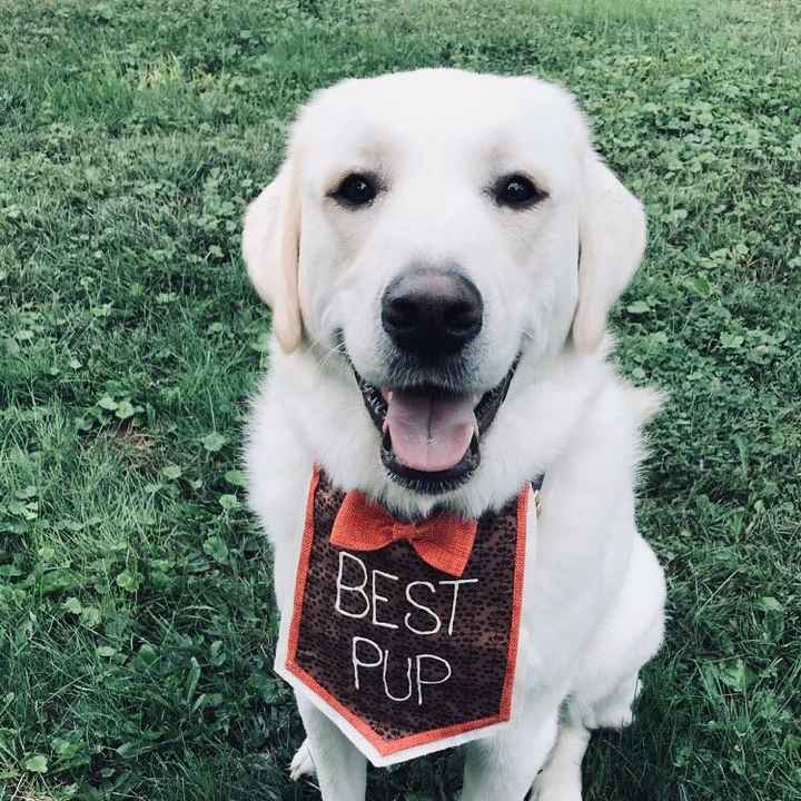 Fur Babies and Weddings! - 2