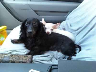 Just for fun- haven't seen the furbabies in awhile