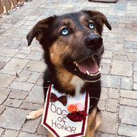 Fur Babies and Weddings! - 1