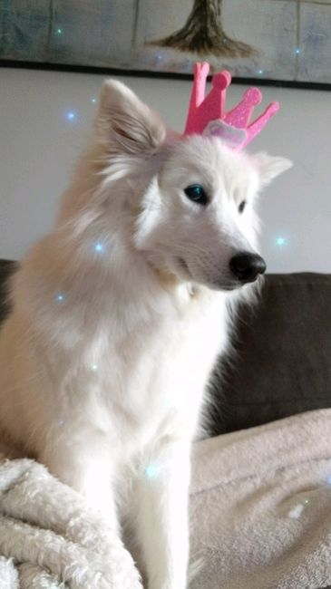 Furbaby pick me up