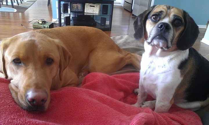 Fur babies!