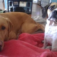 Show me your fur baby! (it has been awhile and I love seeing the pets!)