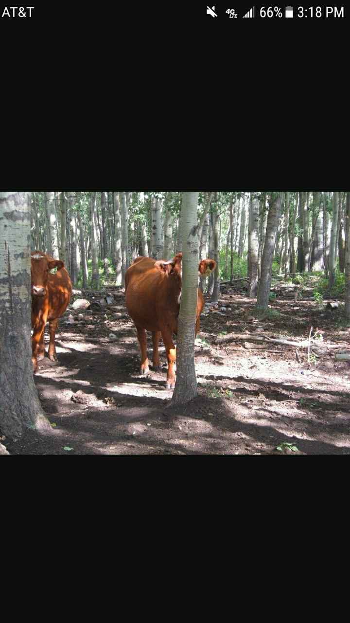Hiding Personal Cows