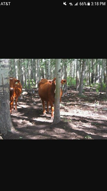 Hiding Personal Cows