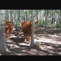 Hiding Personal Cows