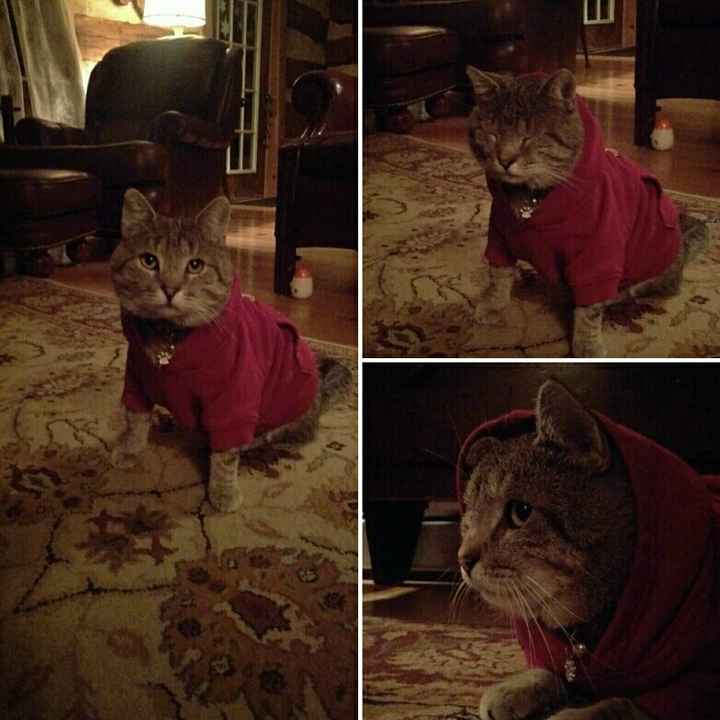 Positive thoughts and pictures of fluffy pets please