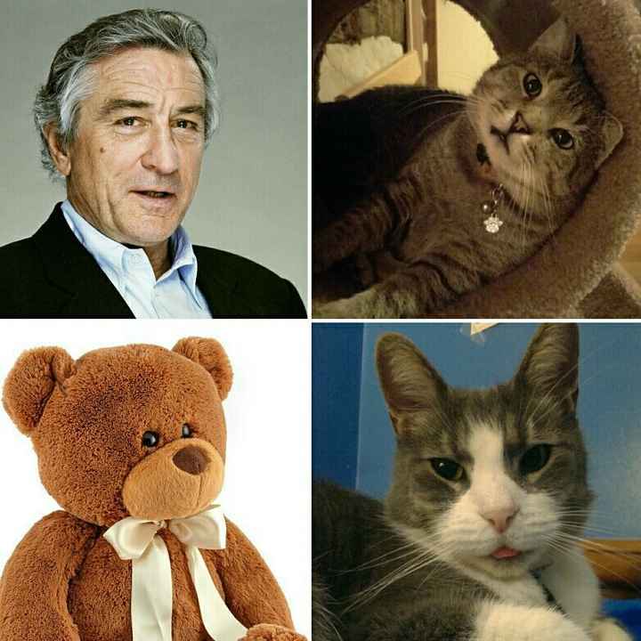 NWR: Pet Owners...Can we play a fun game? :D