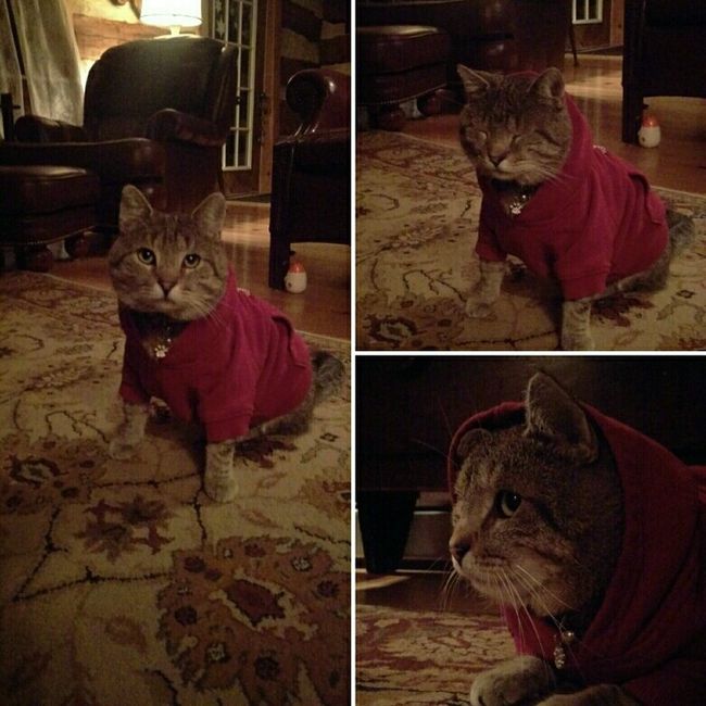 Positive thoughts and pictures of fluffy pets please