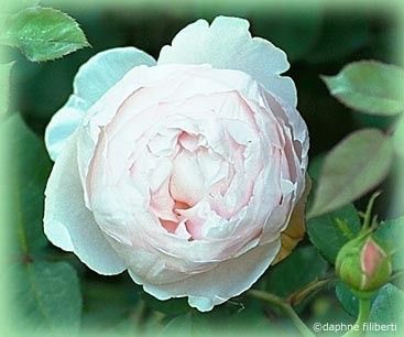 What kind of flower is this?