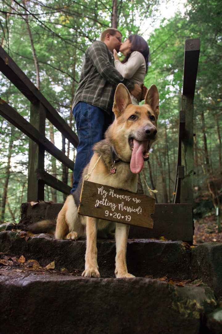 Engagement photos w/ dogs - 1