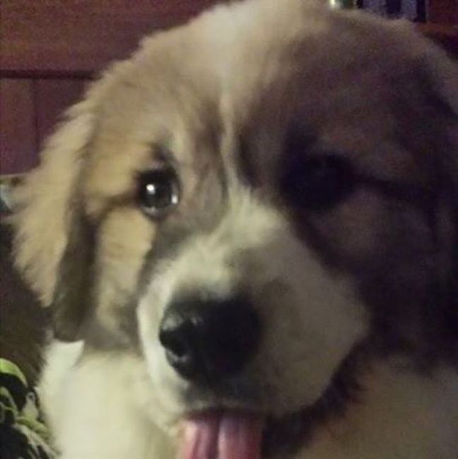 National Puppy Day! - 2