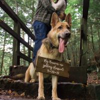 Engagement photos w/ dogs - 1