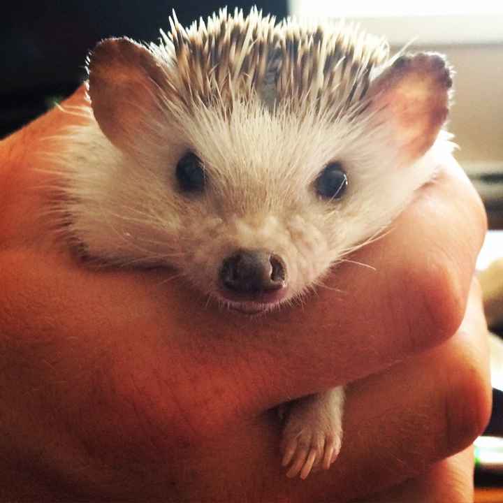 NWR: Tiggy the hedgehog died :(