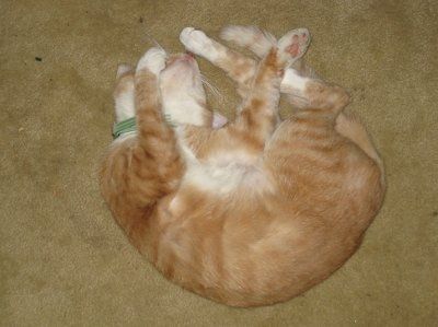 Let's see your pets!