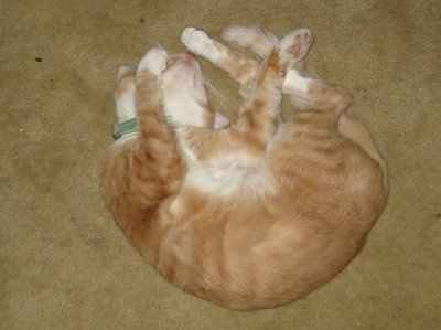 Let's see your pets!