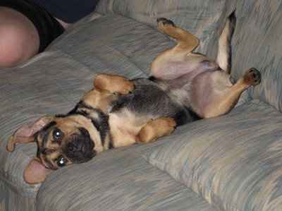 Let's see your pets!