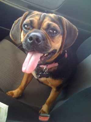 NWR - Pugs For Dinner?