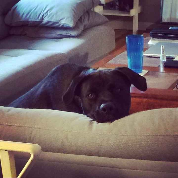 NWR: We got a furbaby!