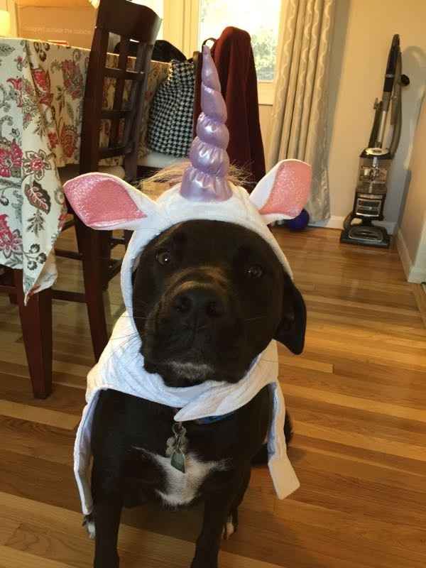 NWR Show us your Halloween Pets!