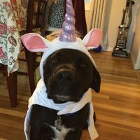 NWR Show us your Halloween Pets!