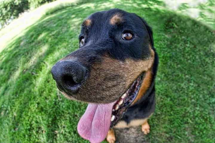 NWR: Professional Photos for your dog? Family Dog Photo? SHOW ME UR PET!