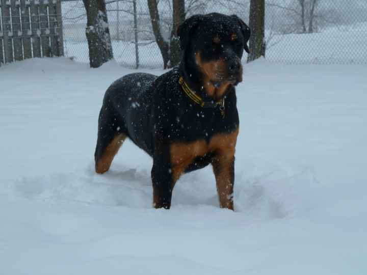 NWR lol people think my dogs are scary..