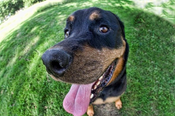 NWR: Professional Photos for your dog? Family Dog Photo? SHOW ME UR PET!