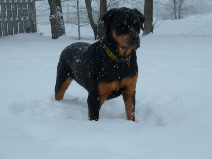 NWR lol people think my dogs are scary..