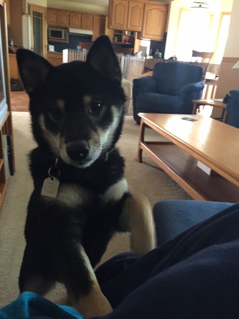 And the dog...