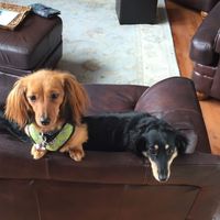 NWR: furbabies. We love our Jolly Ball!