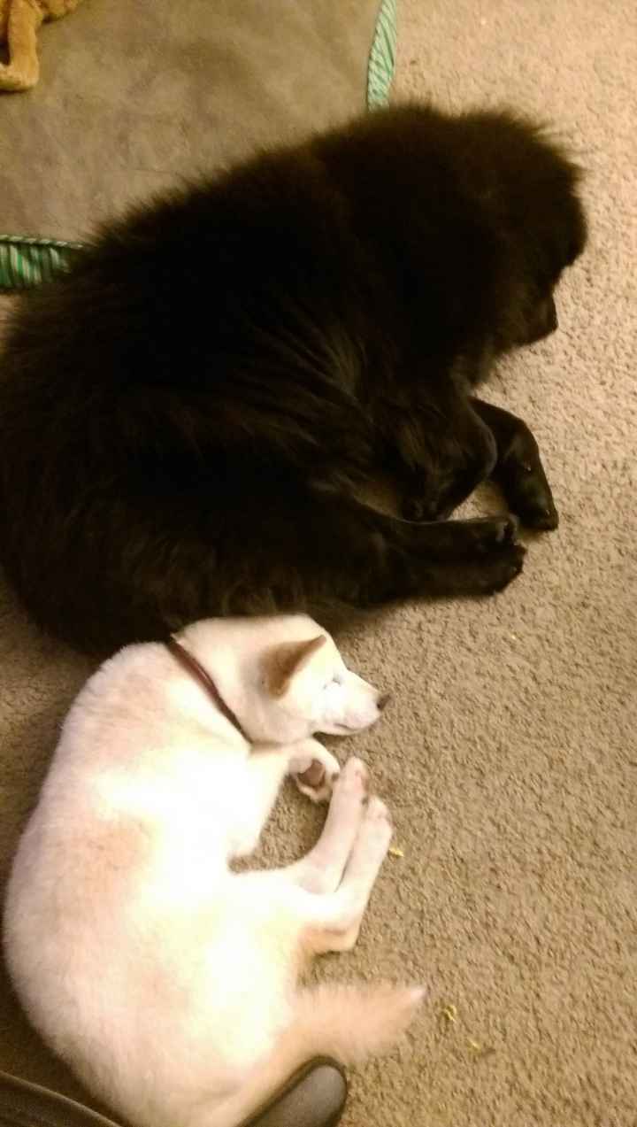 NWR - Dog Mommas: Convince me Otherwise!