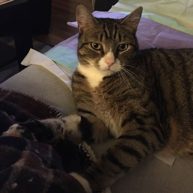Show my your kitties!