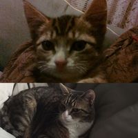 NWR: Tomorrow is National Cat Day!