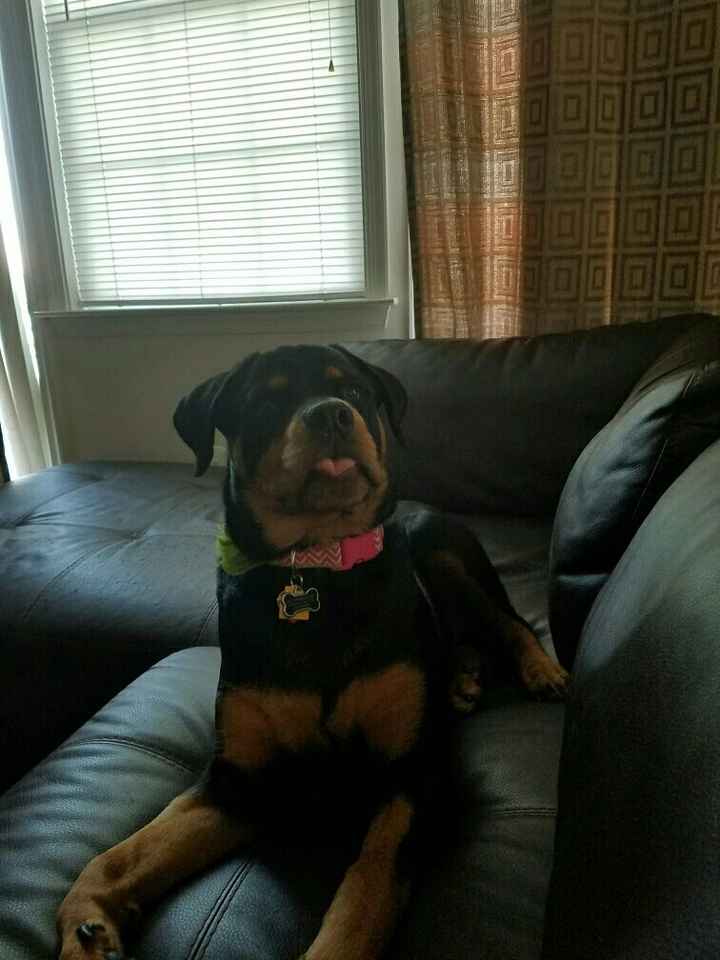 NWR: Bored? Show off your pets!