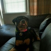 NWR: Bored? Show off your pets!