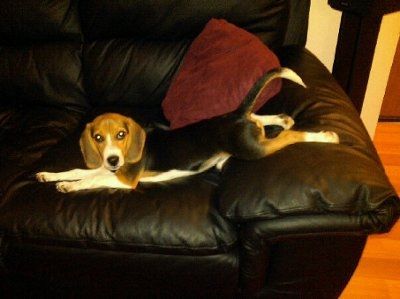 Show off your furbabies!