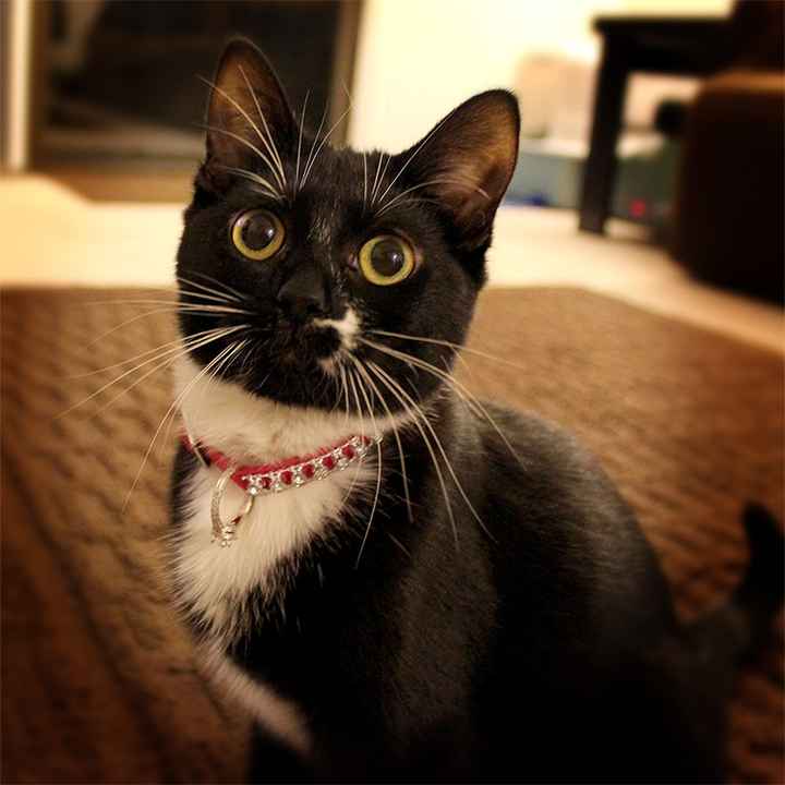 NWR: Fur baby thread!