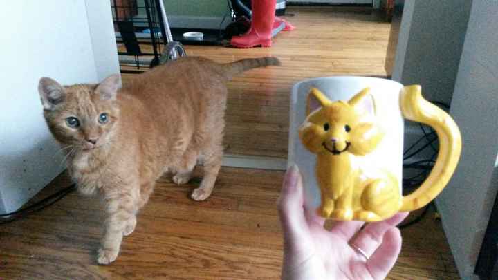 NWR: Saying Goodbye to My Kitty