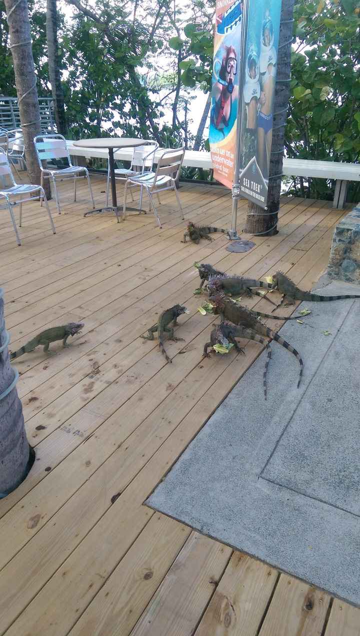 Our Honeymoon in St. Thomas *PICS*