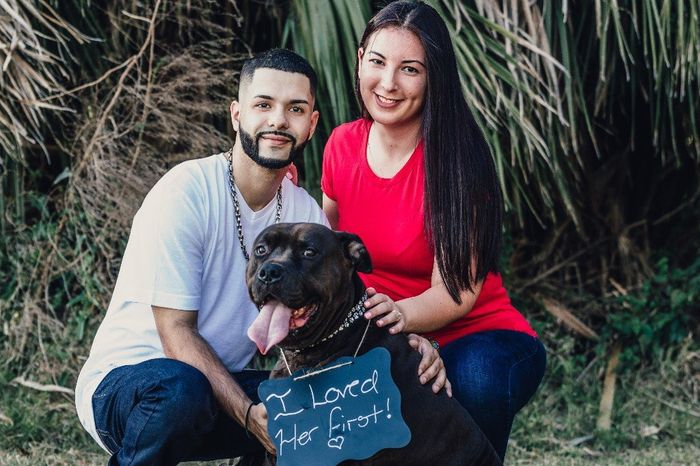 How to include my dogs without them being in my wedding 1
