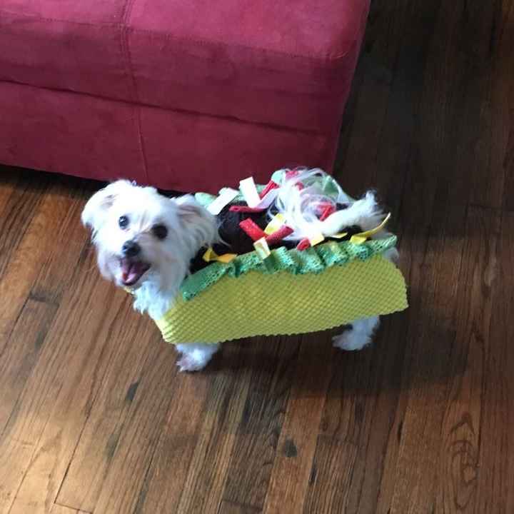 NWR: Do your pets celebrate Halloween?